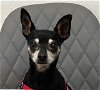 adoptable Dog in chandler, AZ named PAQUITA