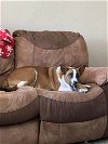 adoptable Dog in chandler, AZ named DEXTER #12