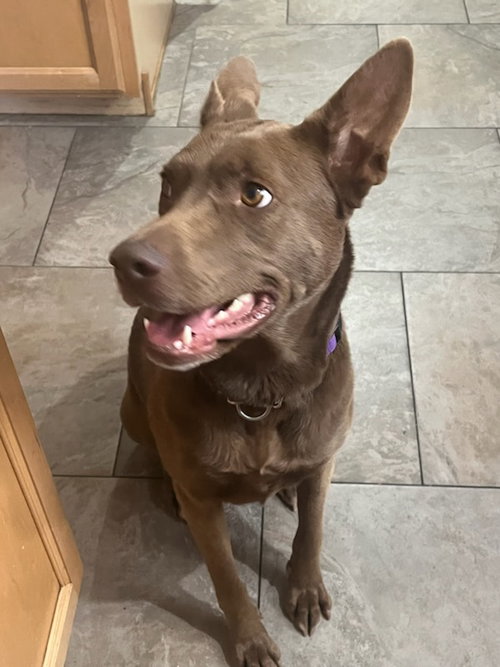 picture of the dog needing adoption