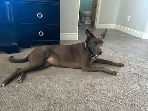 MARGO - Australian Kelpie / Shepherd available for adoption