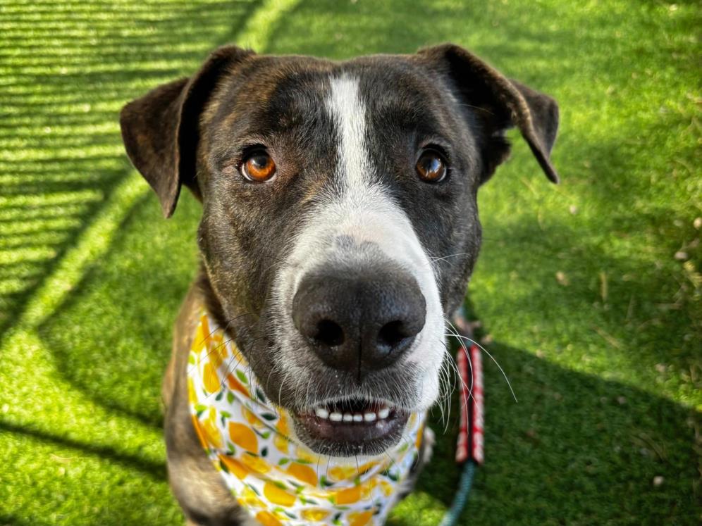 adoptable Dog in Chandler, AZ named ZANE