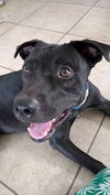 adoptable Dog in Chandler, AZ named STORM