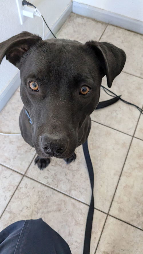 picture of the dog needing adoption