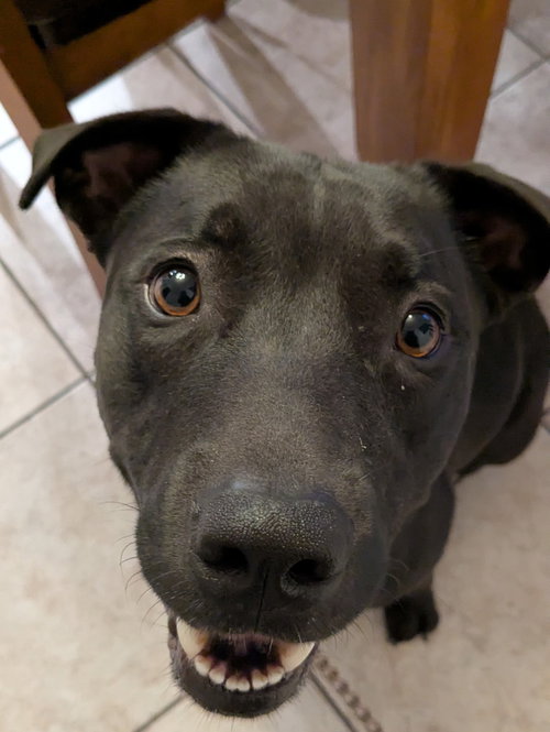 picture of the dog needing adoption