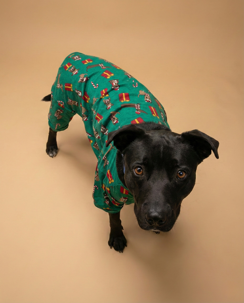 STORM - Black Labrador Retriever / American Pit Bull Terrier available for adoption