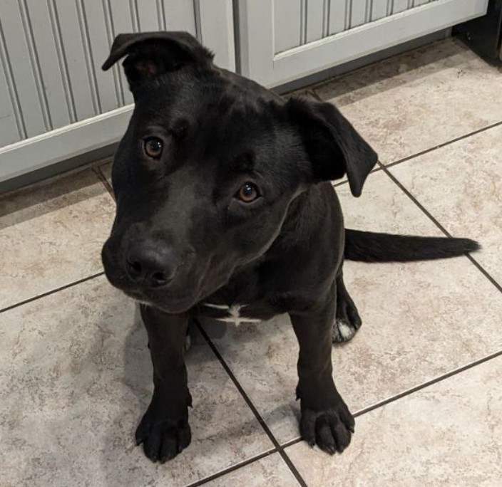 adoptable Dog in Chandler, AZ named STORM