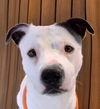 adoptable Dog in Chandler, AZ named YAMS