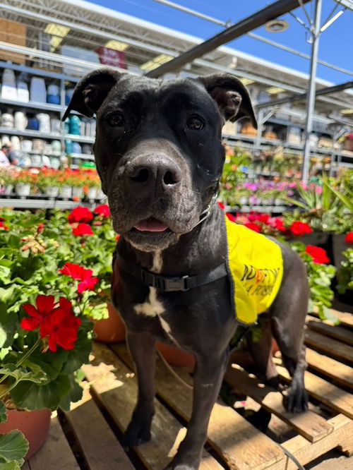 picture of the dog needing adoption