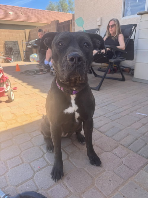 MOMMA - Cane Corso Mastiff / Black Labrador Retriever available for adoption