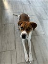 adoptable Dog in chandler, AZ named HAKU #2
