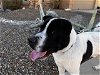 adoptable Dog in chandler, AZ named DARBY 4