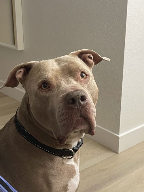 picture of the dog needing adoption