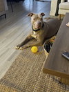 PUDGE - Photo 5