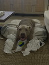 PUDGE - Photo 6