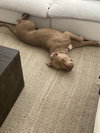 PUDGE - Photo 11