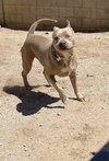 PUDGE - Photo 8