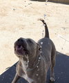 PUDGE - Photo 10