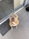 PUDGE - Photo 15
