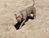 PUDGE - Photo 16