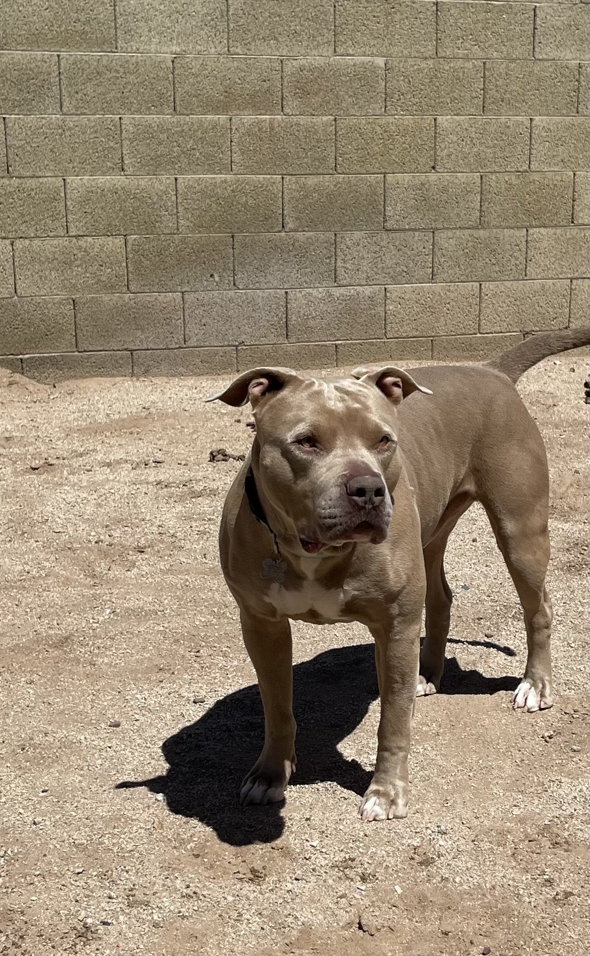 adoptable Dog in Chandler, AZ named PUDGE