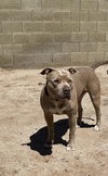 PUDGE - Photo 13
