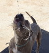 PUDGE - Photo 12