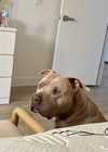 PUDGE - Photo 17