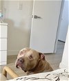adoptable Dog in chandler, AZ named PUDGE