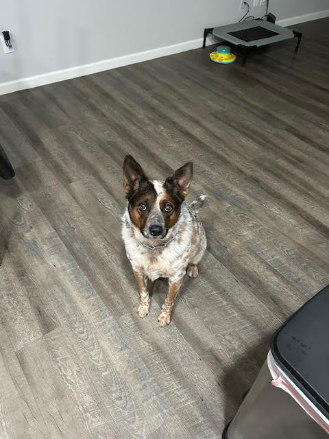 picture of the dog needing adoption