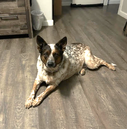picture of the dog needing adoption