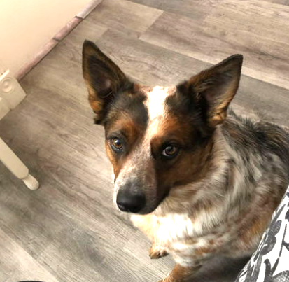 KOBE - Australian Cattle Dog/Blue Heeler / Red Heeler available for adoption
