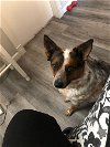 adoptable Dog in chandler, AZ named KOBE
