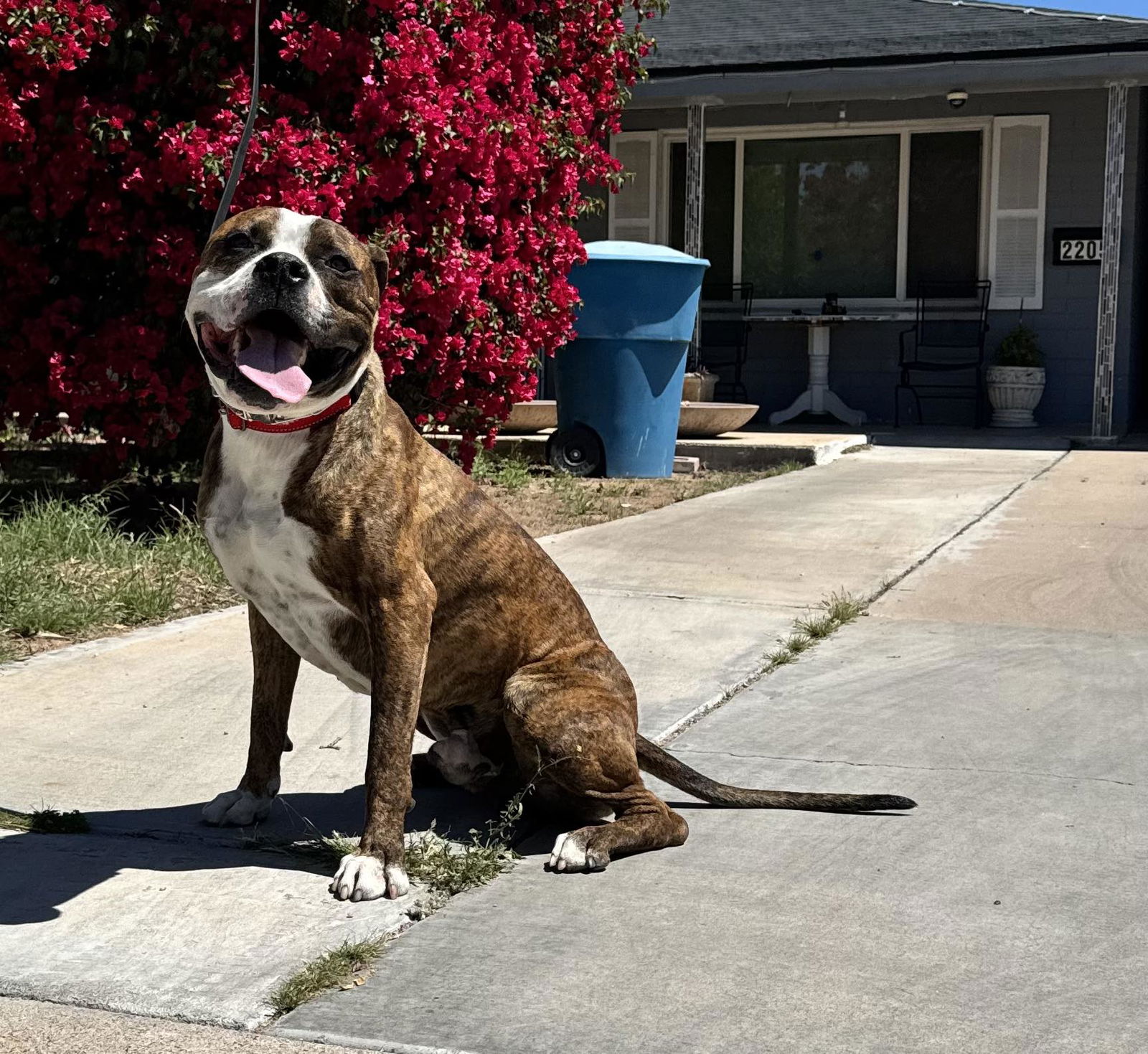 adoptable Dog in Chandler, AZ named SCOOBY