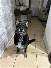 adoptable Dog in chandler, AZ named LILLY #4