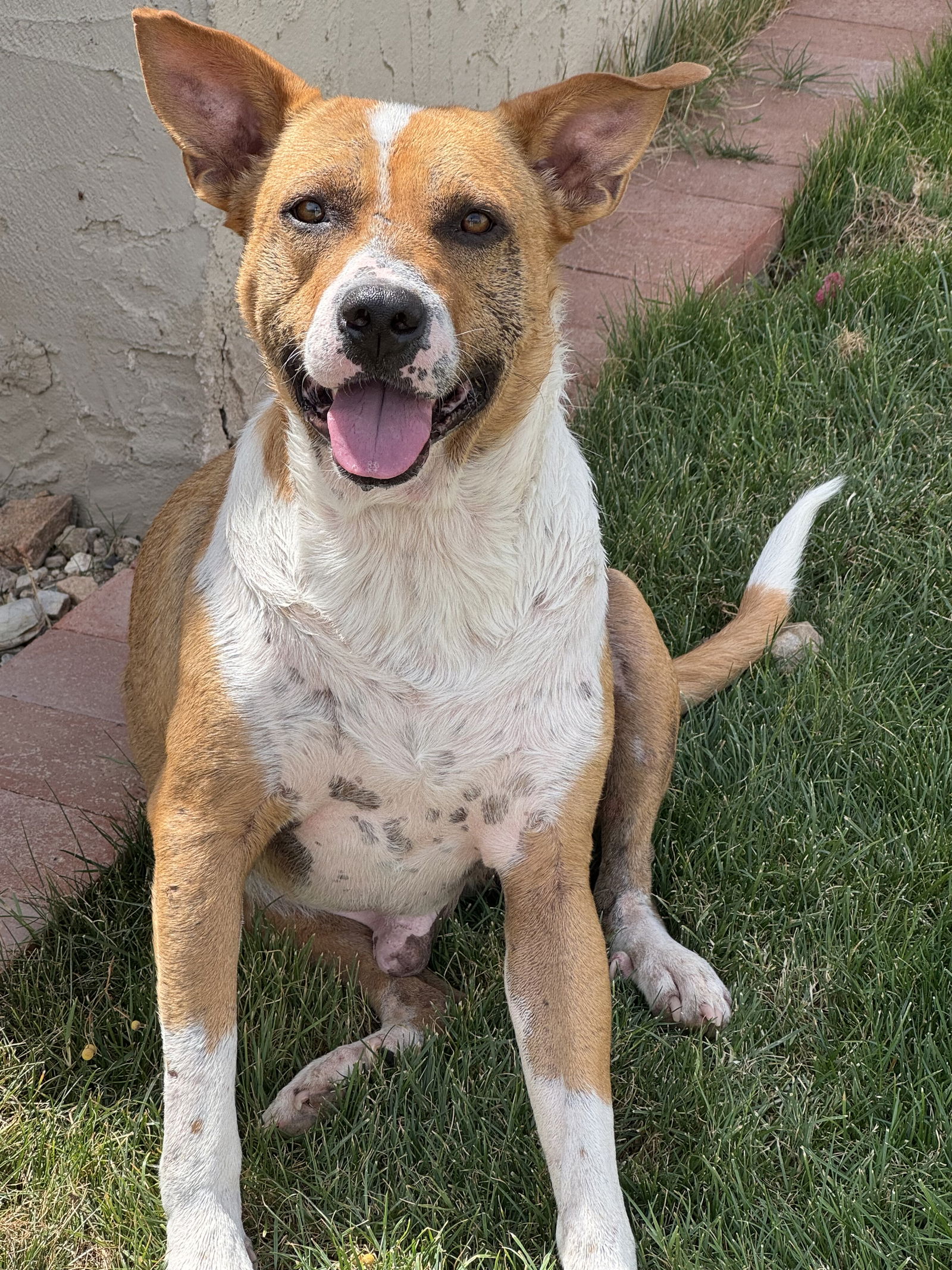adoptable Dog in Chandler, AZ named ACE