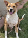 adoptable Dog in Chandler, AZ named ACE