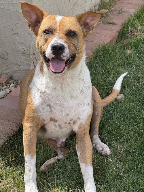 picture of the dog needing adoption