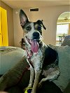 adoptable Dog in chandler, AZ named PEPETA
