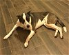 adoptable Dog in chandler, AZ named NASH
