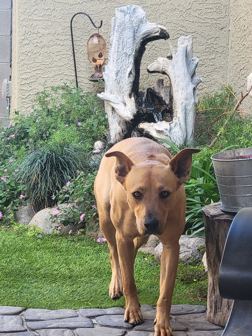 picture of the dog needing adoption