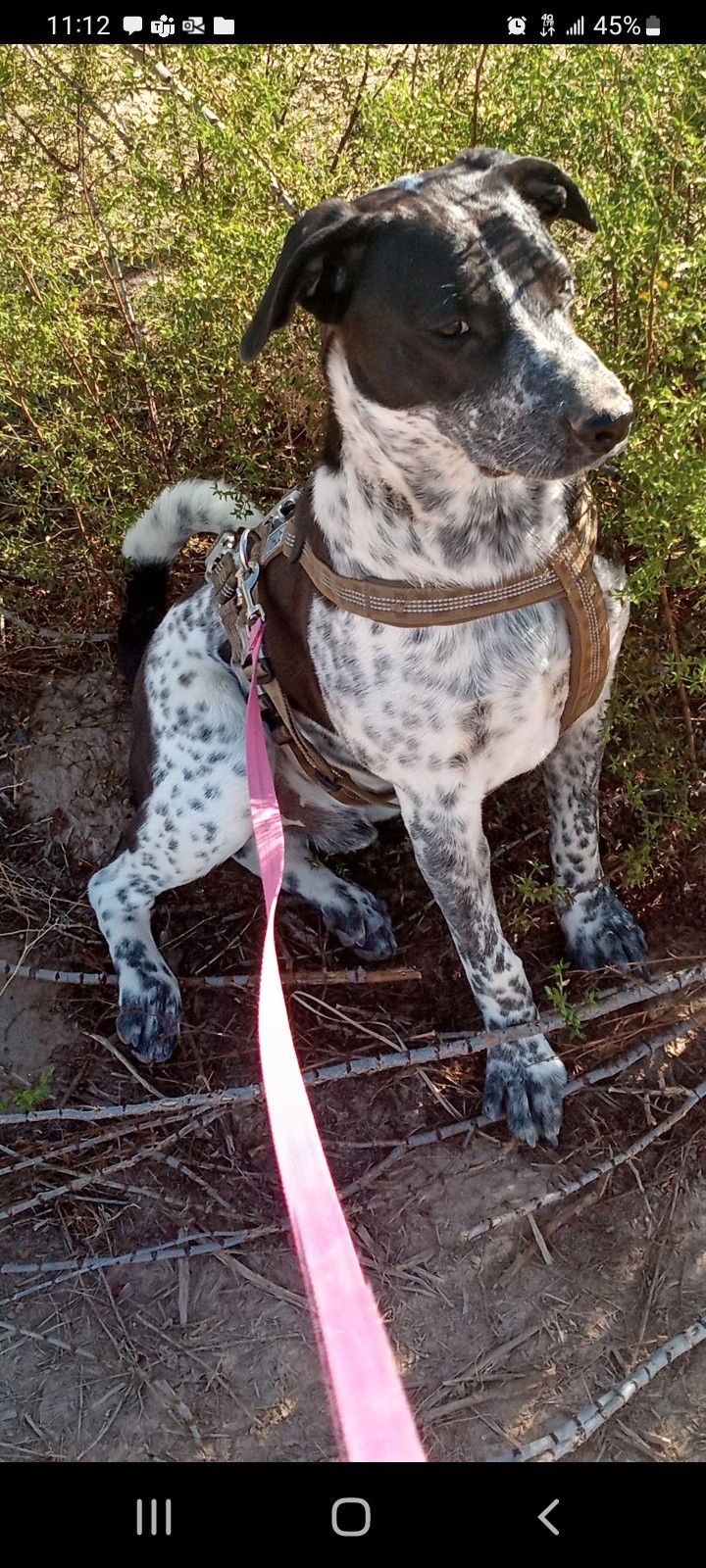 adoptable Dog in Chandler, AZ named HANS