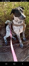 adoptable Dog in chandler, AZ named HANS