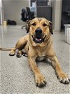 adoptable Dog in chandler, AZ named MIKE