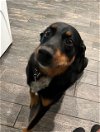 adoptable Dog in chandler, AZ named MINNIE #2