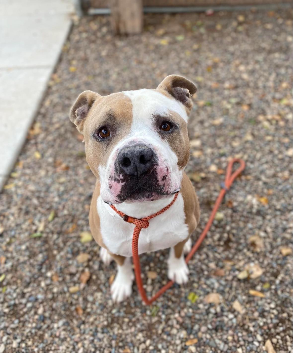 adoptable Dog in Chandler, AZ named ROCCO