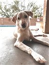 adoptable Dog in chandler, AZ named FERN