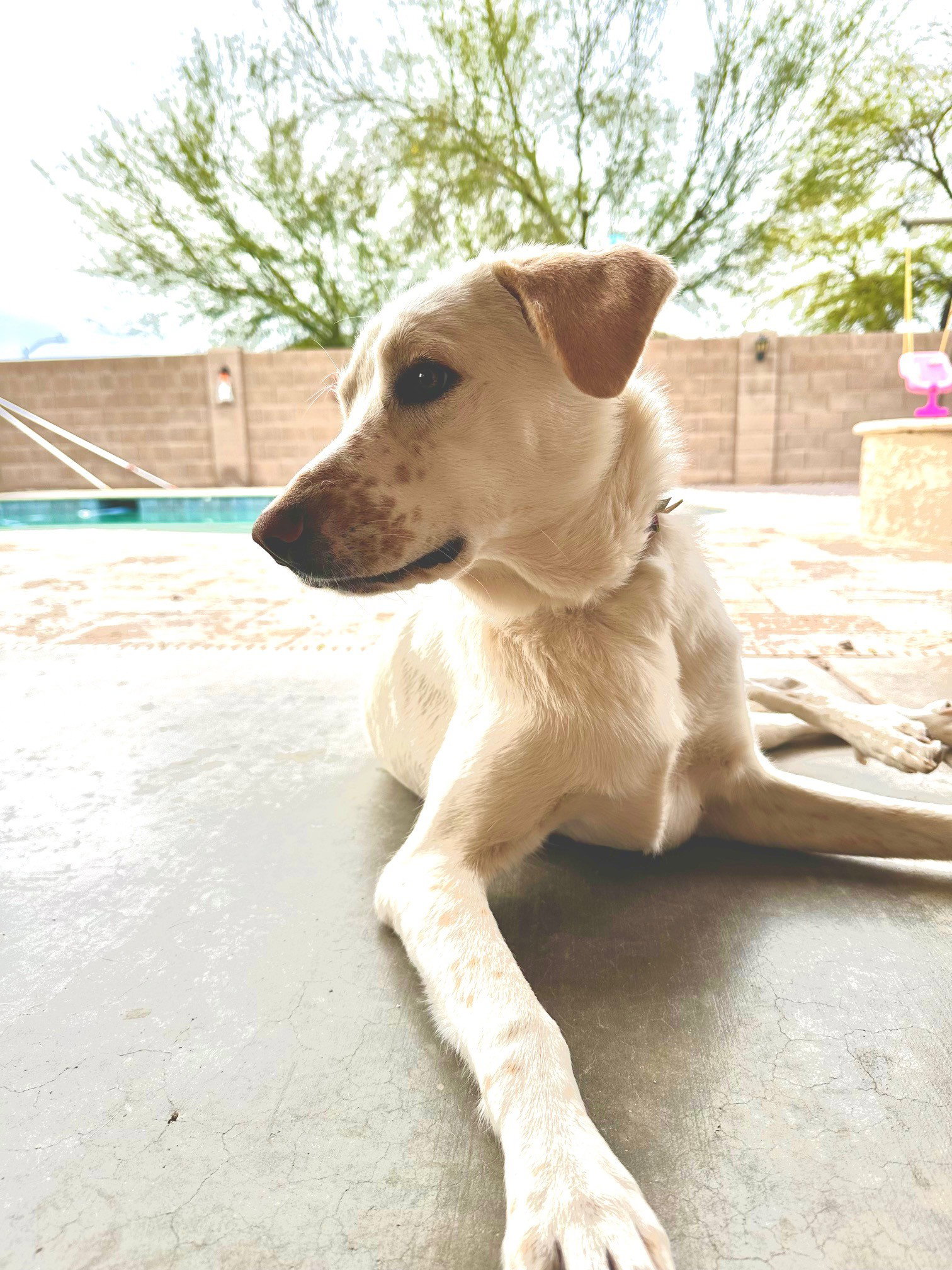 Dog for Adoption FERN, a Australian Cattle Dog/Blue Heeler in Queen