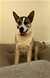adoptable Dog in chandler, AZ named DUKE #16