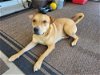 adoptable Dog in chandler, AZ named RUSTY #7