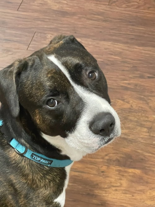 ZEUS, an adoptable Boxer in Chandler, AZ